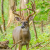 Trophy Hunt Leases For Sale